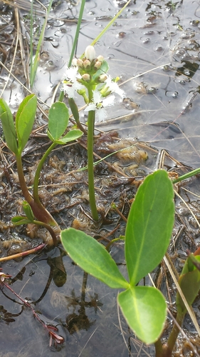 Menyanthes trifoliata (Bogbean)