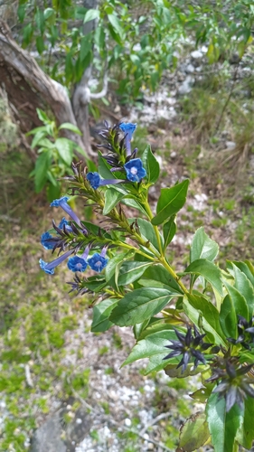 Stachytarpheta (Porterweeds) (alternate view 6)