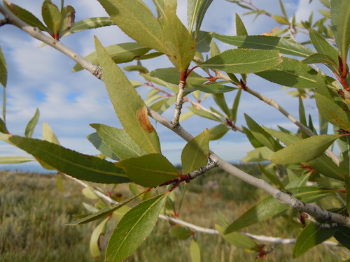 Populus angustifolia (Narrowleaf Cottonwood) (alternate view 4)
