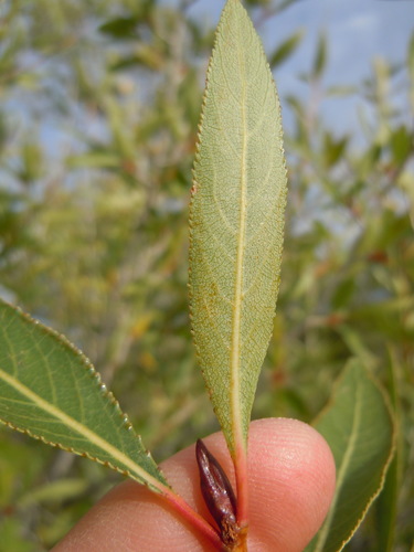 Populus angustifolia (Narrowleaf Cottonwood) (alternate view 5)