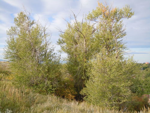 Populus angustifolia (Narrowleaf Cottonwood) (alternate view 6)