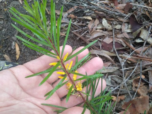 Persoonia linearis (Narrow-leaf Geebung) (alternate view 2)