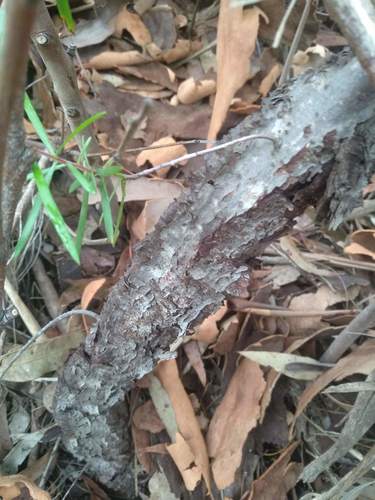 Persoonia linearis (Narrow-leaf Geebung) (alternate view 3)
