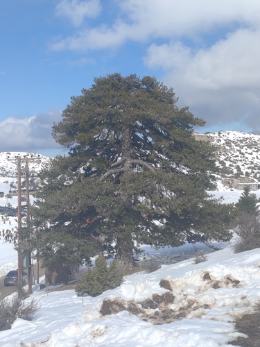 Pinus nigra (Austrian Pine) (alternate view 4)