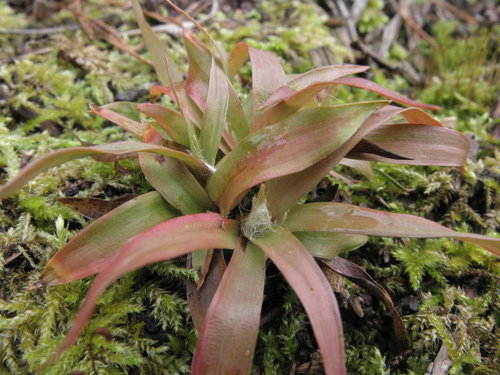 Luzula pilosa (Hairy Woodrush) (alternate view 2)