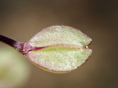 Lepidium nitidum (Shining Pepperweed) (alternate view 4)