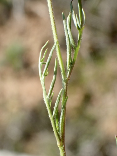 Lepidium nitidum (Shining Pepperweed) (alternate view 5)