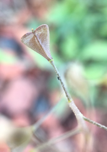 Capsella bursa-pastoris (shepherd's purse)
