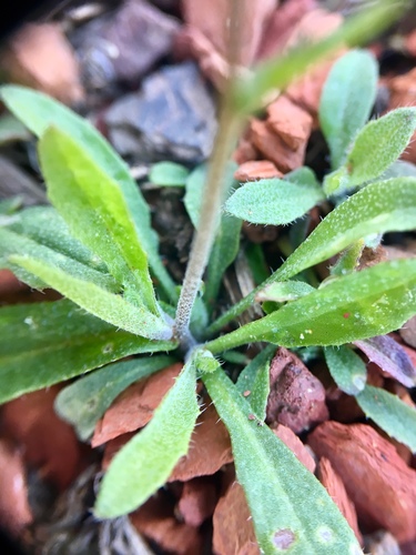 Capsella bursa-pastoris (shepherd's purse)