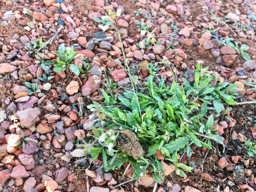 Capsella bursa-pastoris (shepherd's purse)