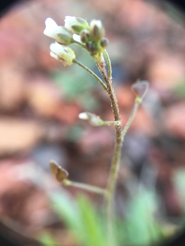 Capsella bursa-pastoris (shepherd's purse)