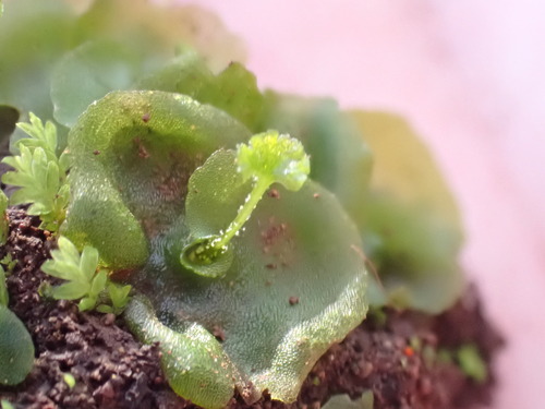 Pentagramma triangularis (goldback fern) (alternate view 6)