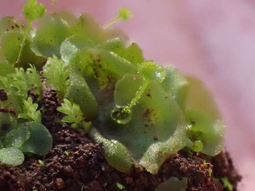 Pentagramma triangularis (goldback fern) (alternate view 7)