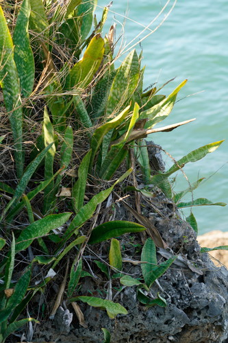 Sansevieria trifasciata (Snake Plant)