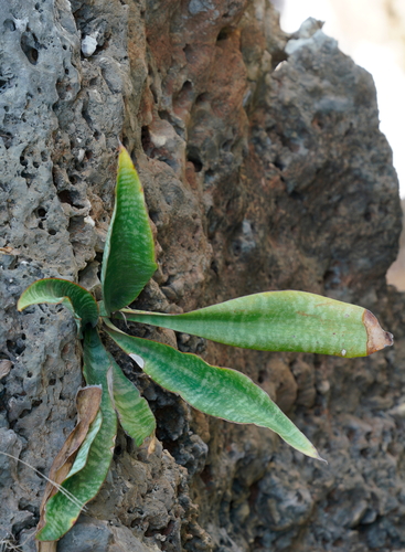 Sansevieria trifasciata (Snake Plant)