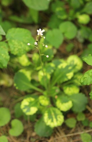 Saxifraga x urbium (London pride)