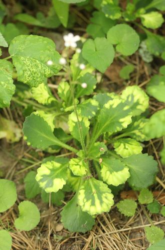 Saxifraga x urbium (London pride) (alternate view 2)