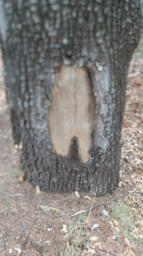 Juniperus deppeana (alligator juniper)