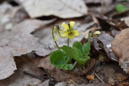 Viola rotundifolia (Round-leaved Violet)