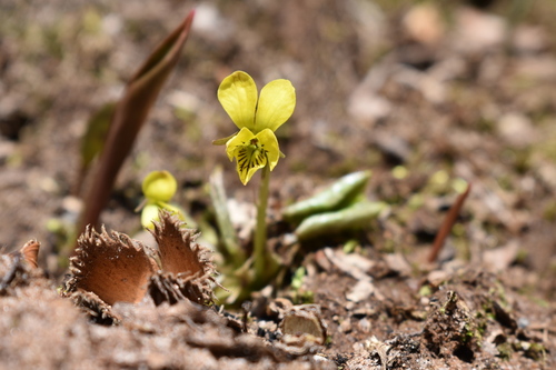 Viola rotundifolia (Round-leaved Violet) (alternate view 2)