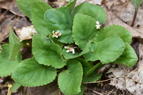 Viola rotundifolia (Round-leaved Violet) (alternate view 3)