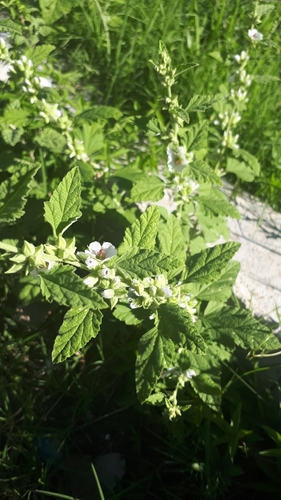 Sphaeralcea (globemallows) (alternate view 5)