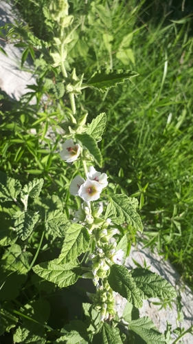 Sphaeralcea (globemallows) (alternate view 6)