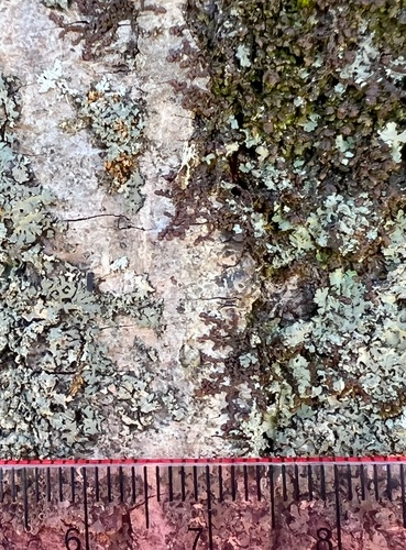 Frullania eboracensis (New York Scalewort) (alternate view 3)