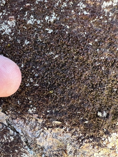Frullania eboracensis (New York Scalewort) (alternate view 4)