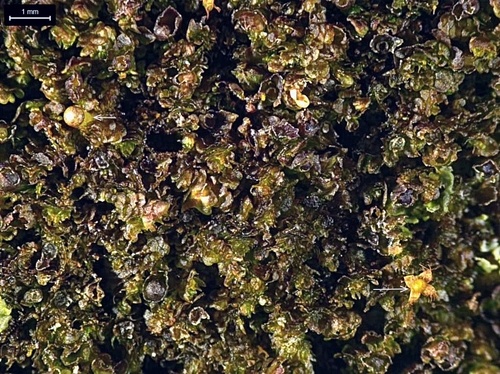 Frullania eboracensis (New York Scalewort) (alternate view 5)
