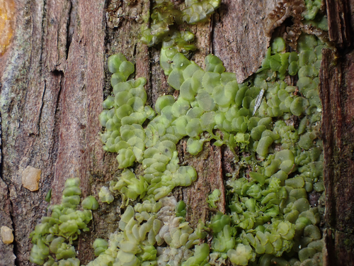 Radula complanata (Flat-leaved Scalewort)