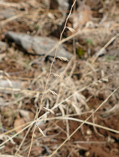 Bouteloua curtipendula (Sideoats Grama)