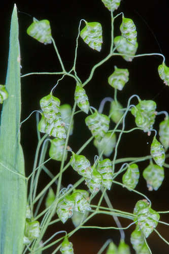 Briza minor (Little quaking-grass) (alternate view 3)