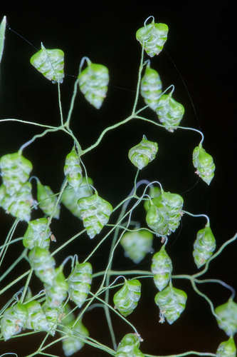 Briza minor (Little quaking-grass) (alternate view 4)
