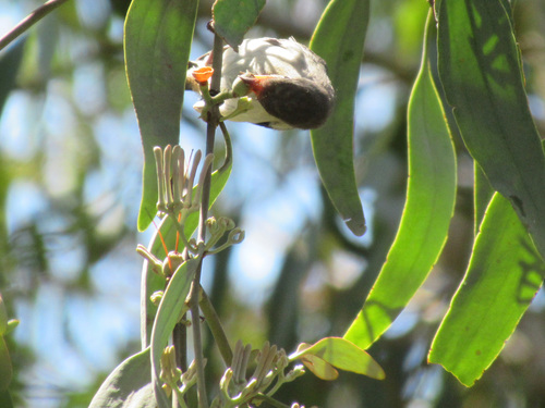 Amyema quandang (grey mistletoe) (alternate view 6)