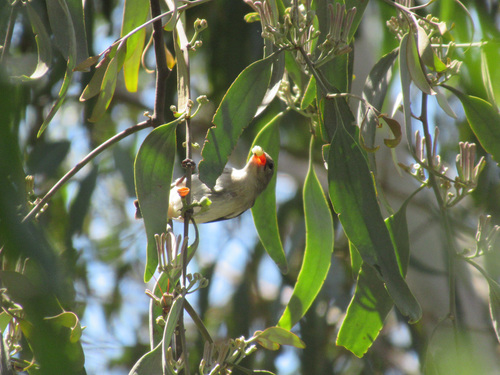 Amyema quandang (grey mistletoe) (alternate view 7)