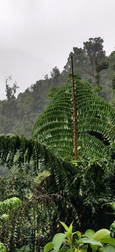 Caryota (Fishtail palms) (alternate view 7)