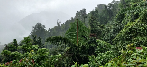 Caryota (Fishtail palms) (alternate view 8)