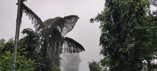Caryota (Fishtail palms) (alternate view 9)