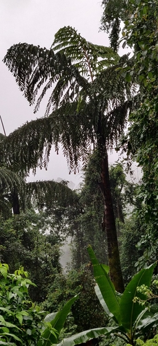 Caryota (Fishtail palms) (alternate view 10)