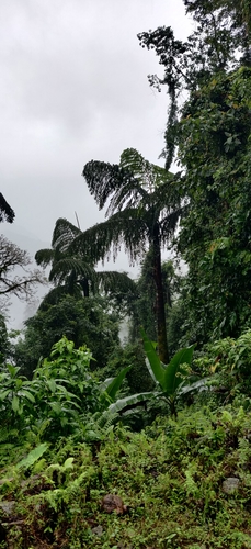 Caryota (Fishtail palms) (alternate view 11)