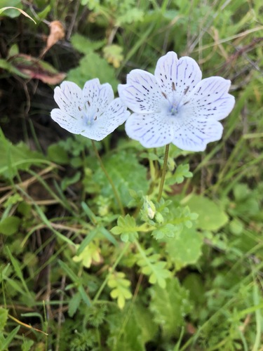 Nemophila menziesii (Menzies' baby blue eyes) (alternate view 3)