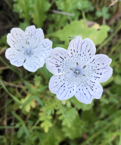Nemophila menziesii (Menzies' baby blue eyes) (alternate view 2)