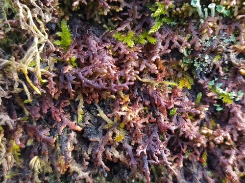 Frullania tamarisci (Tamarisk Scalewort) (alternate view 2)