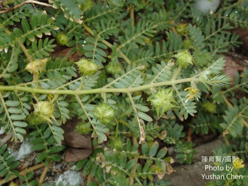 Tribulus terrestris (puncture vine) (alternate view 2)