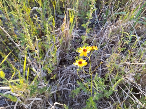 Coreopsis leavenworthii (Leavenworth's Tickseed) (alternate view 9)