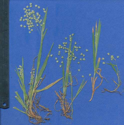 Briza minor (Little quaking-grass) (alternate view 5)