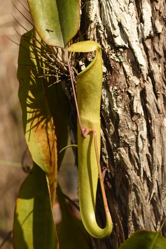 Nepenthes (tropical pitcher-plants) (alternate view 6)