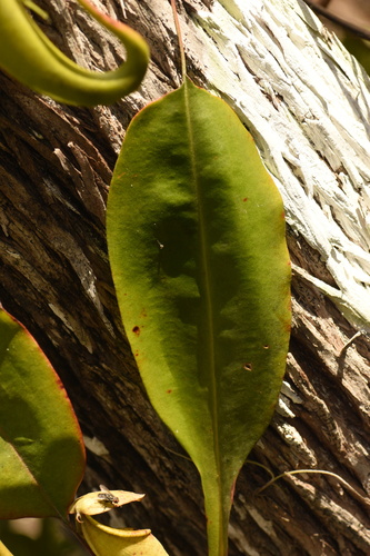 Nepenthes (tropical pitcher-plants) (alternate view 7)
