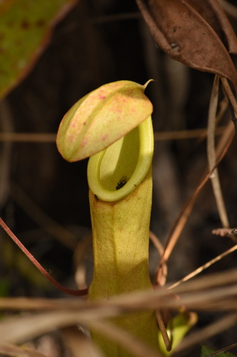 Nepenthes (tropical pitcher-plants) (alternate view 5)